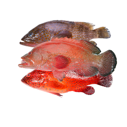 Ikan Sunu 500g (63k)