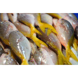 Ikan Rapo-rapo lebar 500g (31.25k)