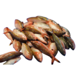 Ikan rapo-rapo bulat 1kg (45k)