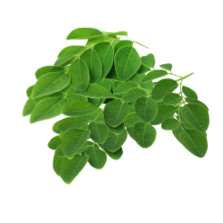 Daun Kelor (5k)
