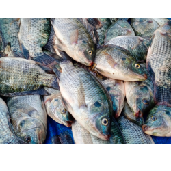 Ikan Nila 1kg (56.25k)