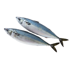 Tenggiri fillet 500g (43.75k)