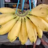 Pisang mas (10k)